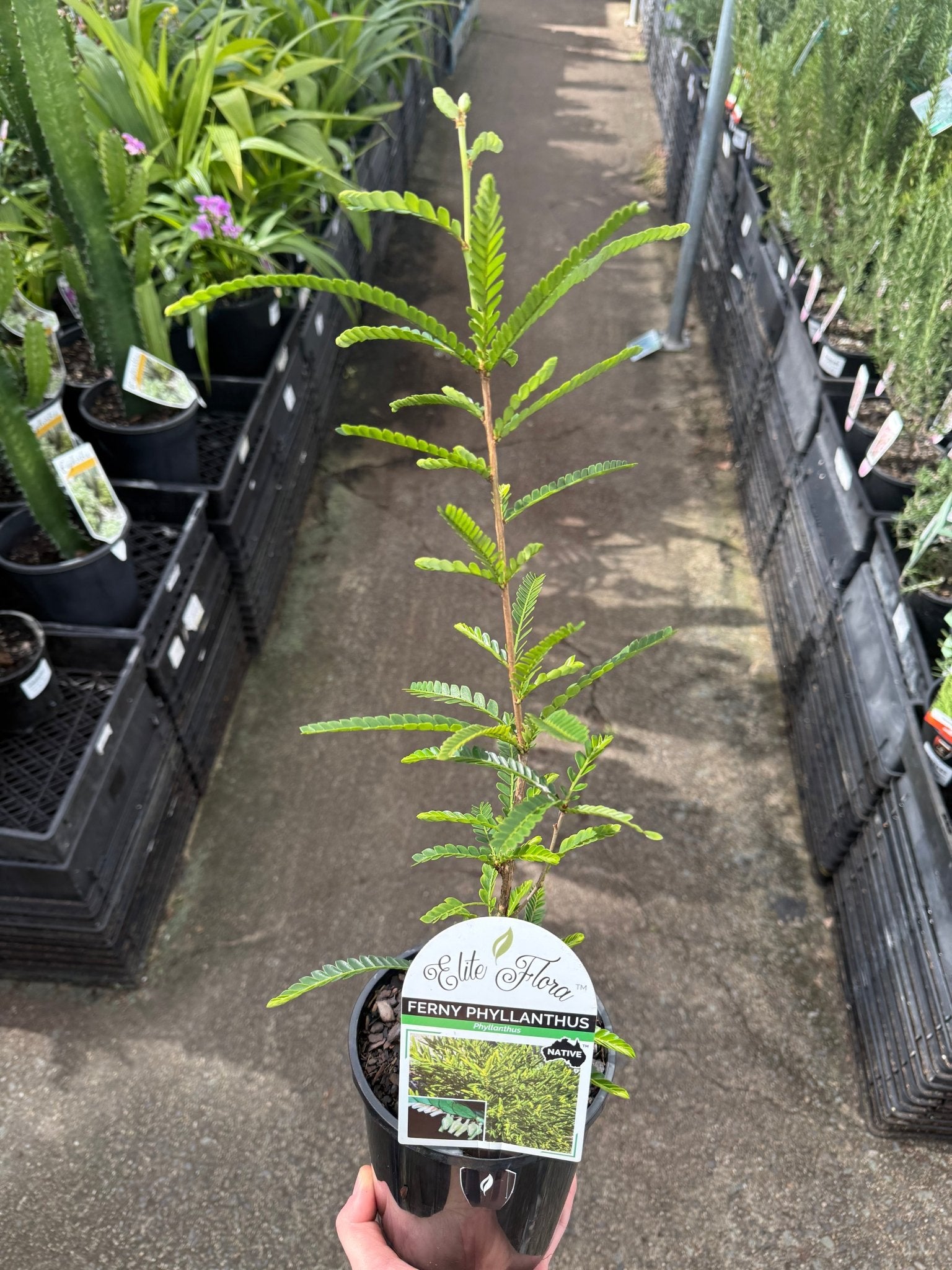 Phyllanthus 'Ferny' (Phyllanthus lamprophyllus) - Ladybird Nursery