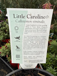Weeping Bottlebrush 'Little Caroline' (Callistemon viminalis) - Ladybird Nursery