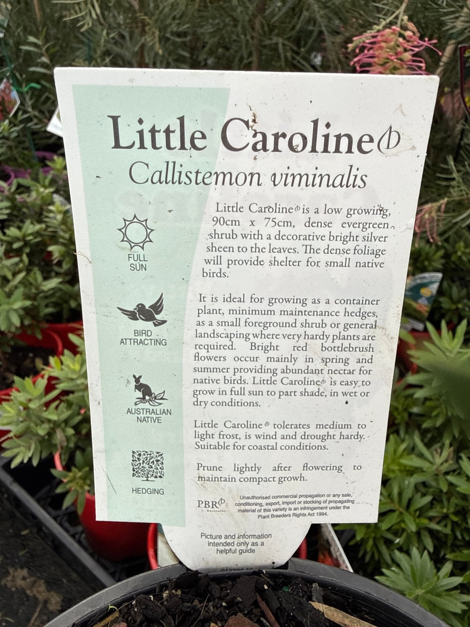 Weeping Bottlebrush 'Little Caroline' (Callistemon viminalis) - Ladybird Nursery