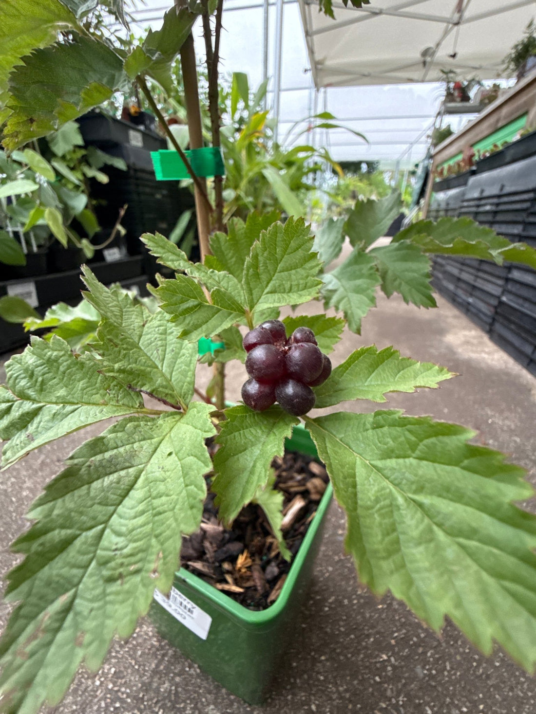 Silvanberry - Ladybird Nursery