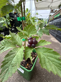 Silvanberry - Ladybird Nursery