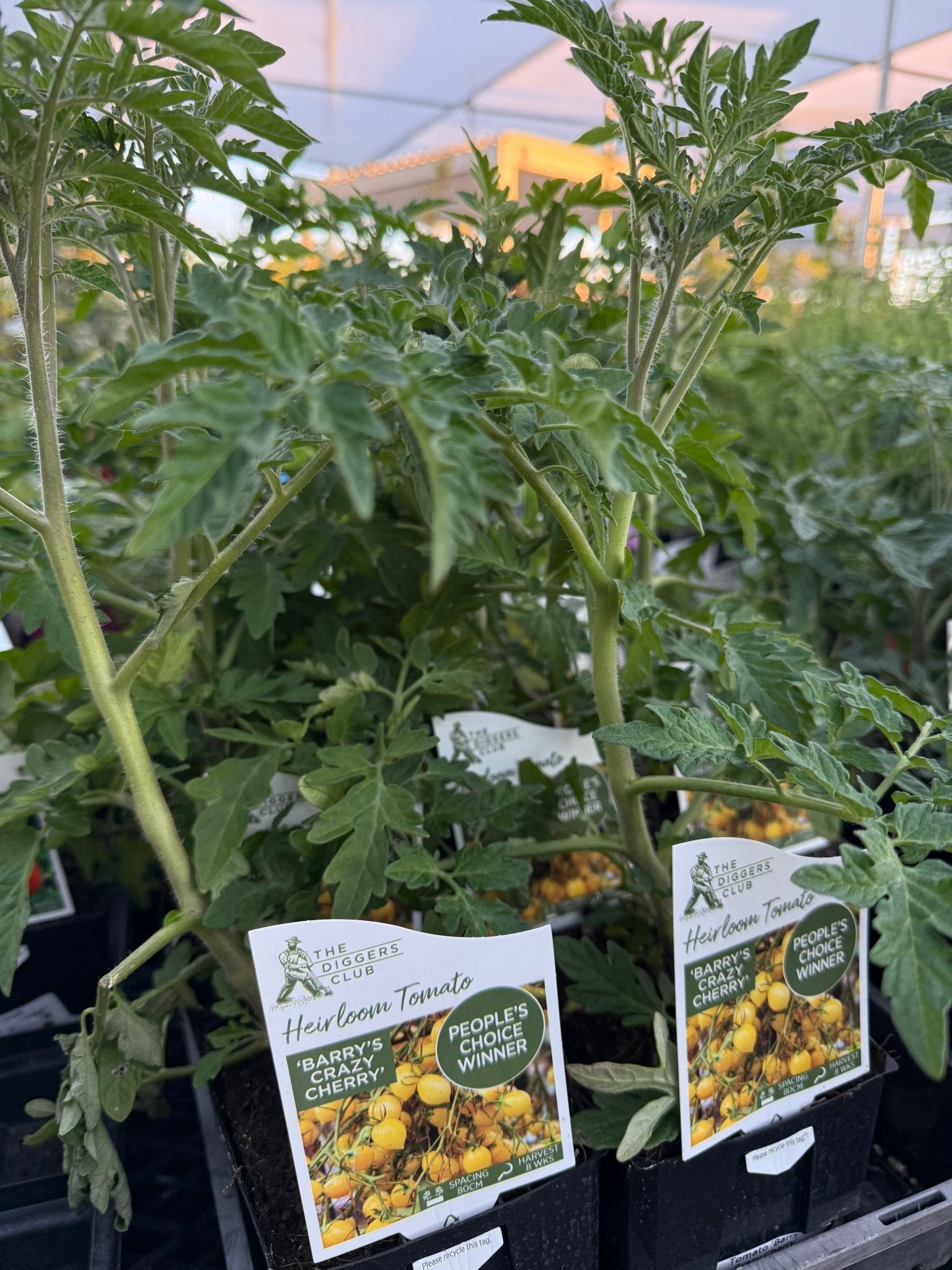 Tomato 'Barry's Crazy Cherry' - Ladybird Nursery