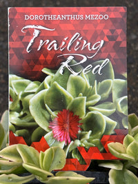 Dorotheanthus Mezoo ‘Trailing Red’ - Ladybird Nursery