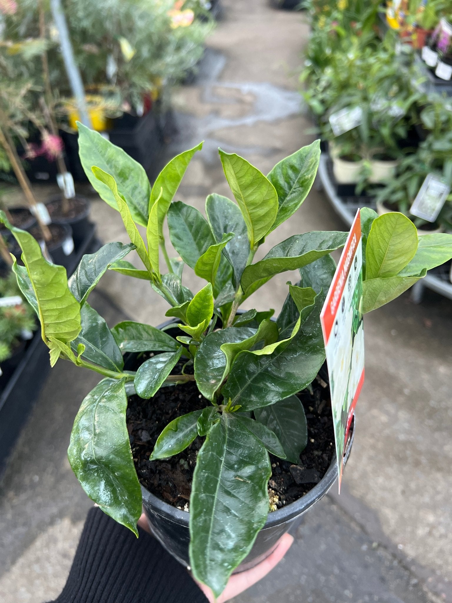 Gardenia 'Magnifica' (Gardenia augusta) - Ladybird Nursery