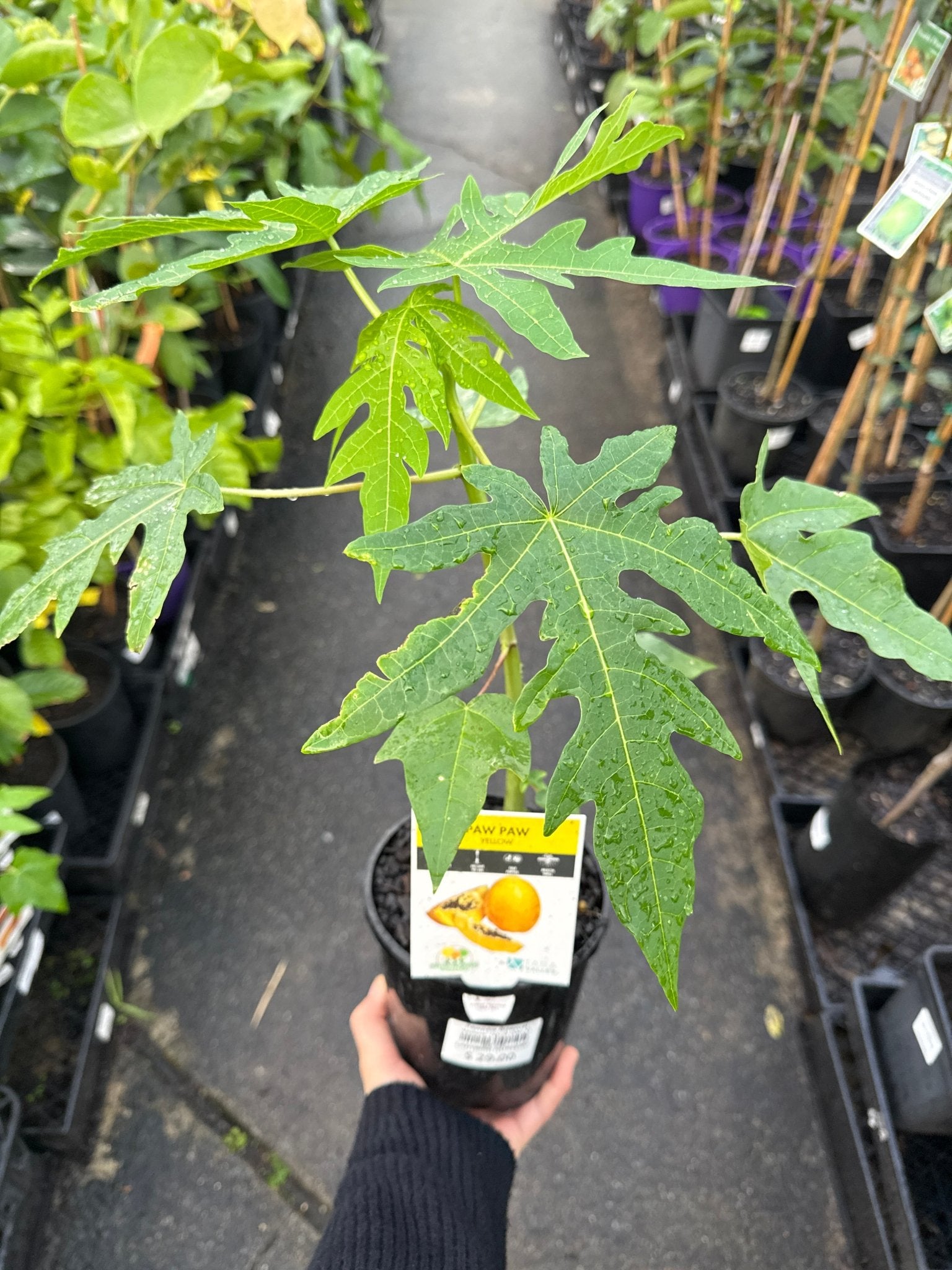 Pawpaw Bisexual 'Yellow' (QLD ONLY) - Ladybird Nursery