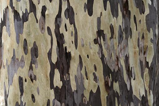 Spotted Gum (Corymbia maculata)