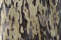 Spotted Gum (Corymbia maculata)