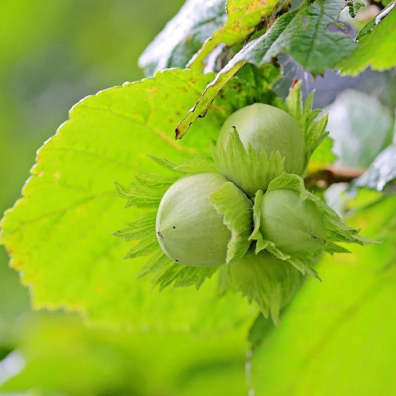 Hazelnut Seedling (Corylus avellana)