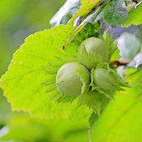 Hazelnut Seedling (Corylus avellana) - Ladybird Nursery