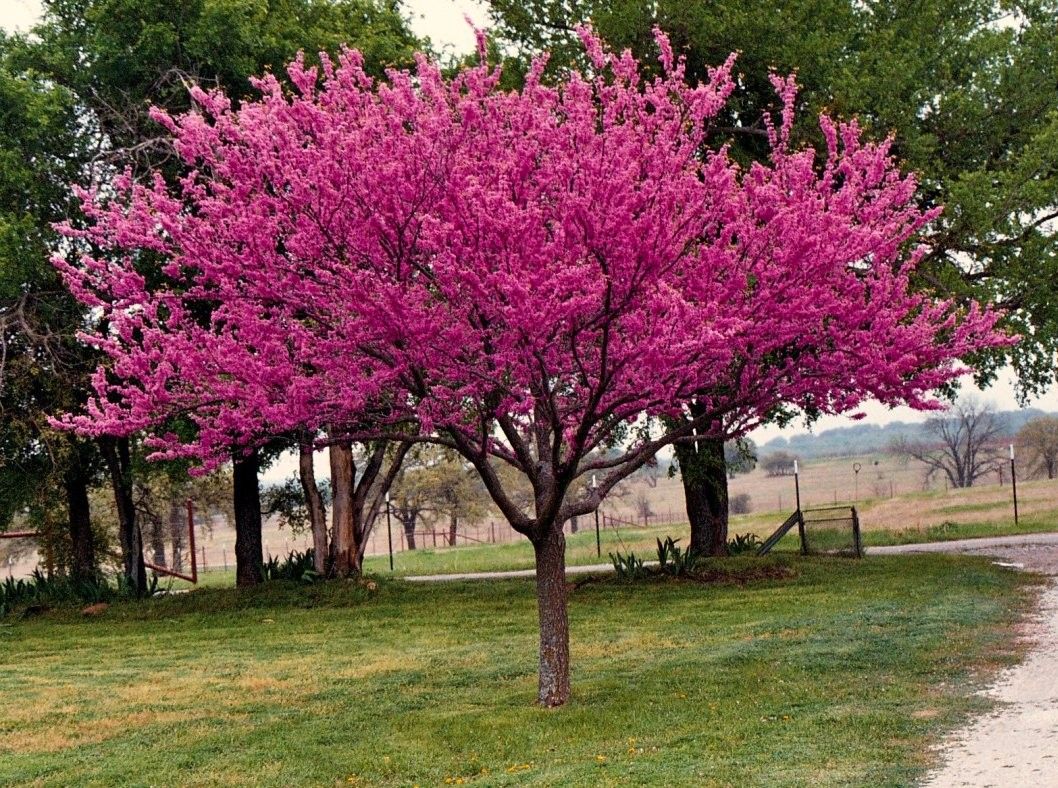 Chinese Redbud (Cercis chinensis)