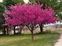Chinese Redbud (Cercis chinensis) - Ladybird Nursery