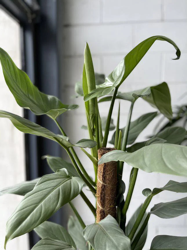 Philodendron Silver Sword Totem poles (Philodendron hastatum)