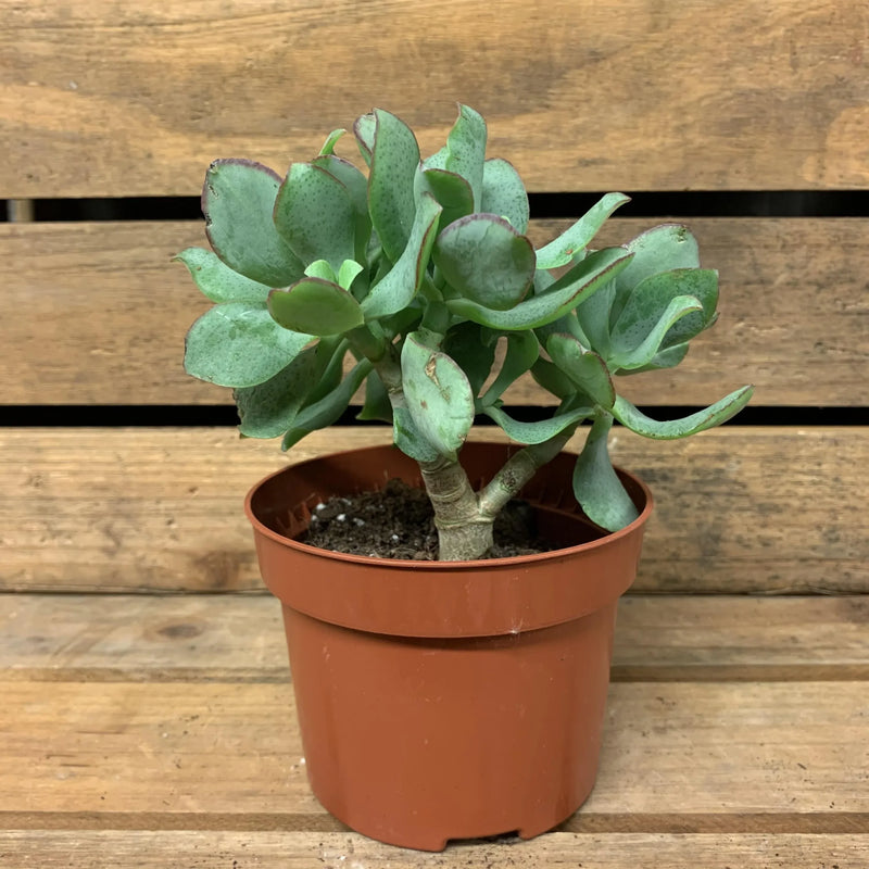 Crassula (Crassula undulata)