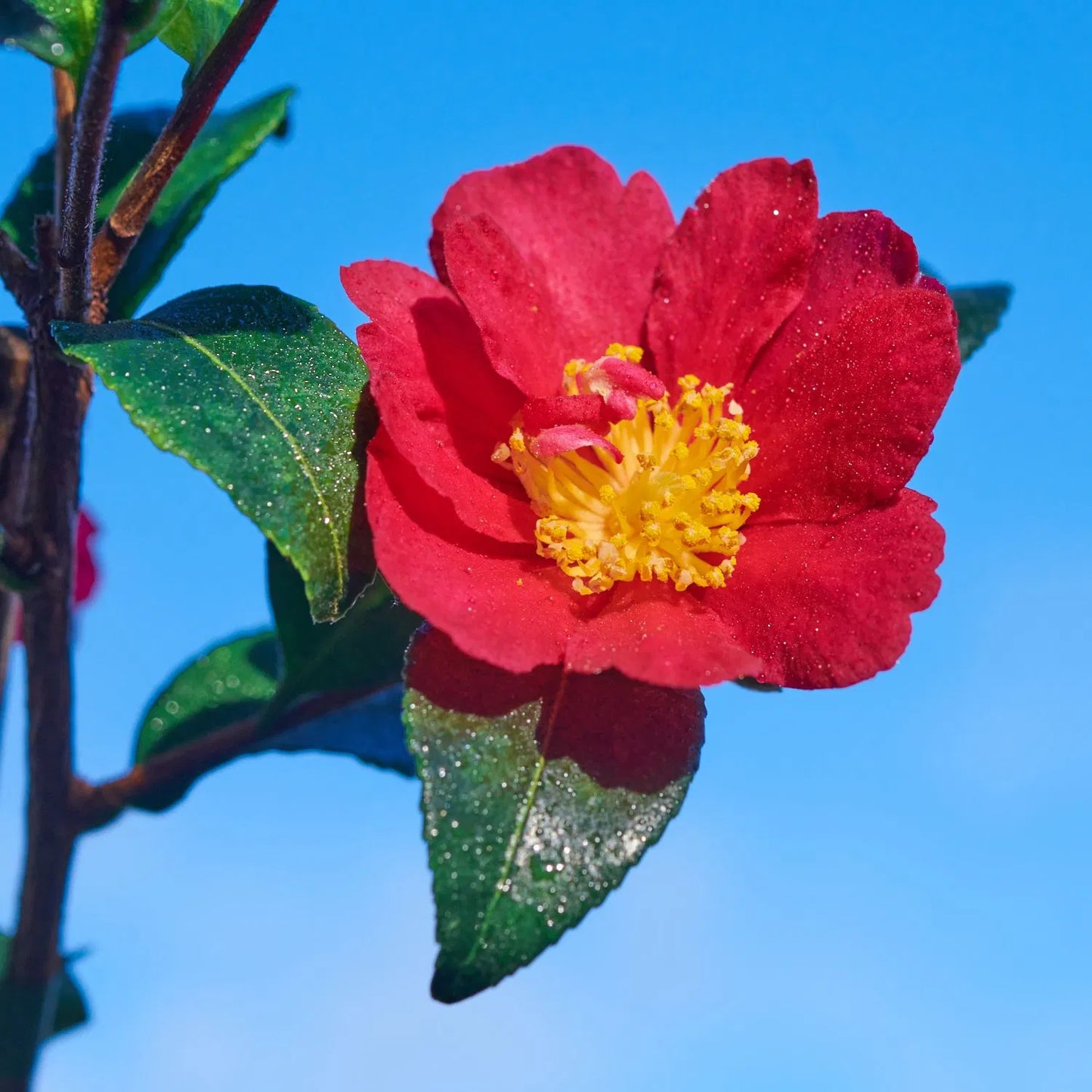 Sasanqua Camellia Paradise Sylvia (Camellia sasanqua)