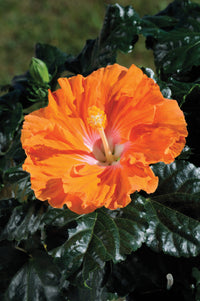 Chinese Hibiscus Fantasy Orange Sunset (Hibiscus rosa-sinensis)