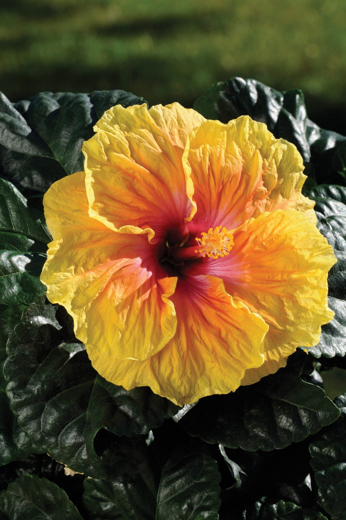 Hibiscus Rio Clara Peach Melba - Ladybird Nursery