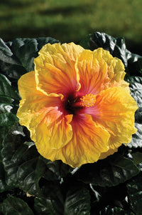 Hibiscus Rio Clara Peach Melba - Ladybird Nursery