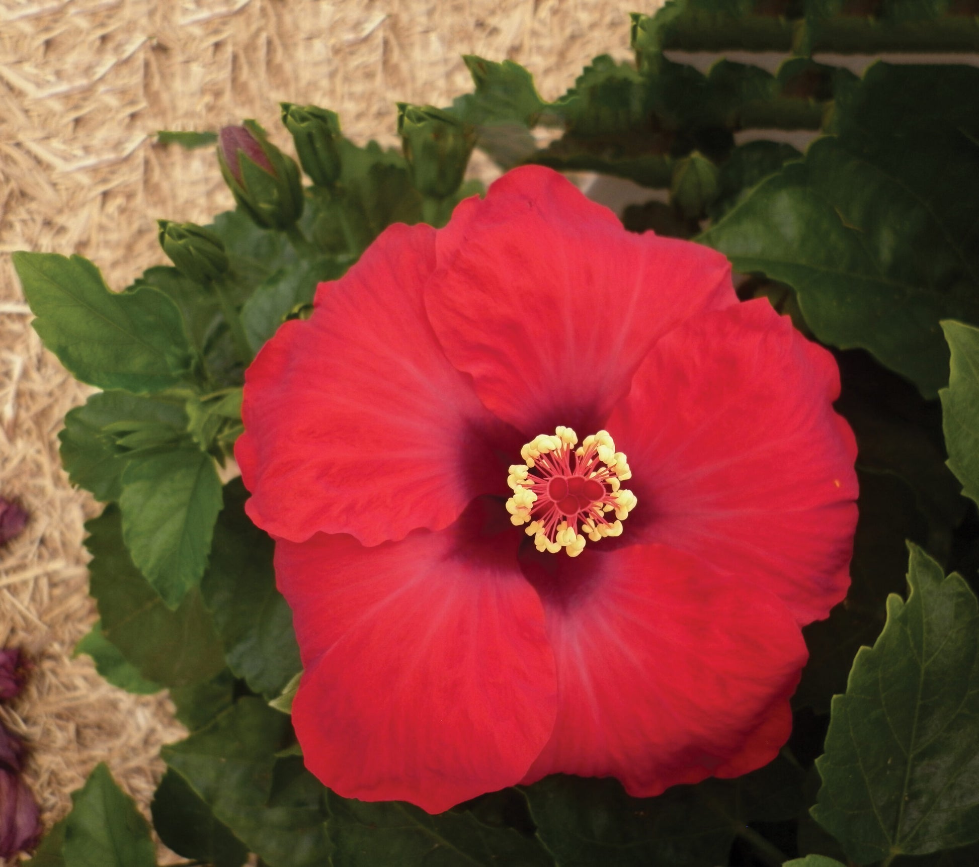 Hibiscus Rio Clara Ruby Red