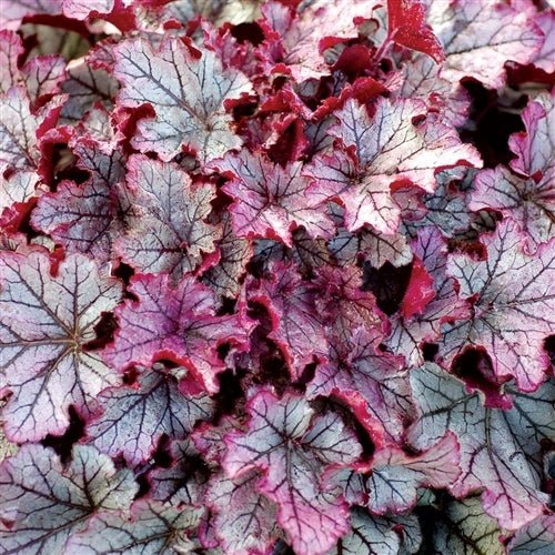Heuchera Spellbound - Ladybird Nursery