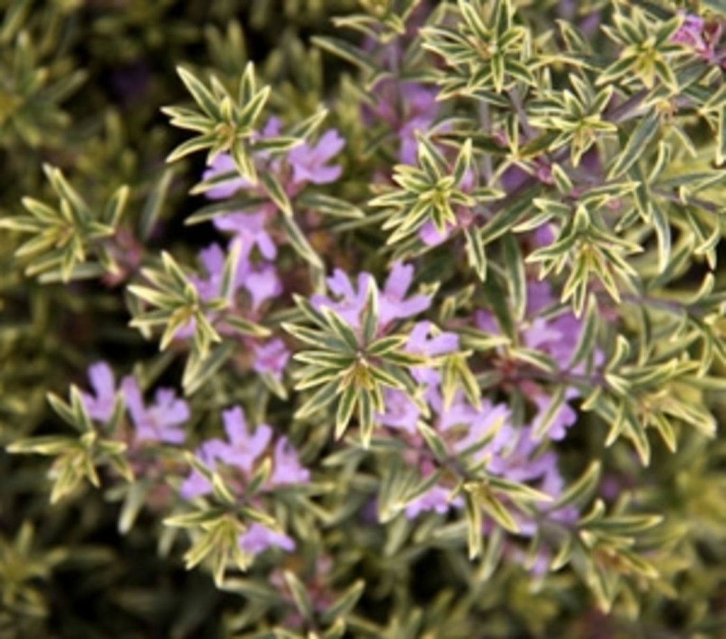 Coastal Rosemary Lilac and Lace (Westringia brevifolia)