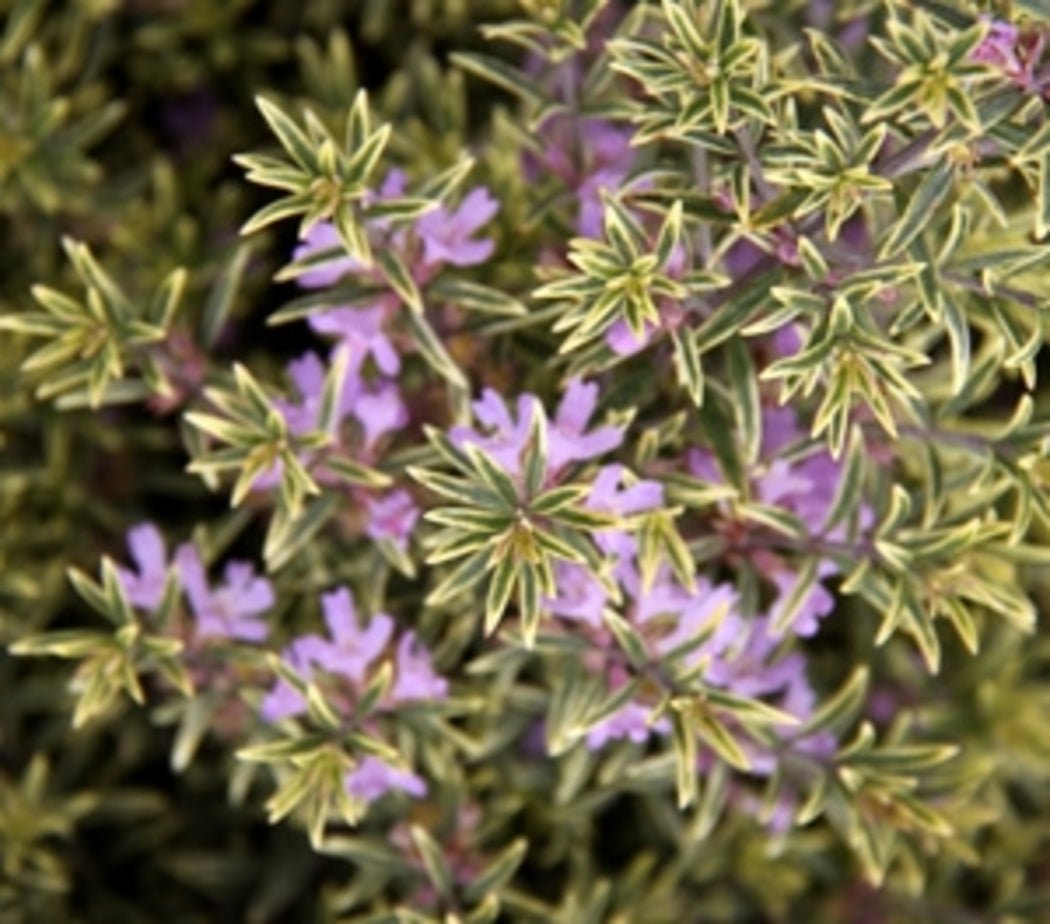 Coastal Rosemary Lilac and Lace (Westringia brevifolia) - Ladybird Nursery