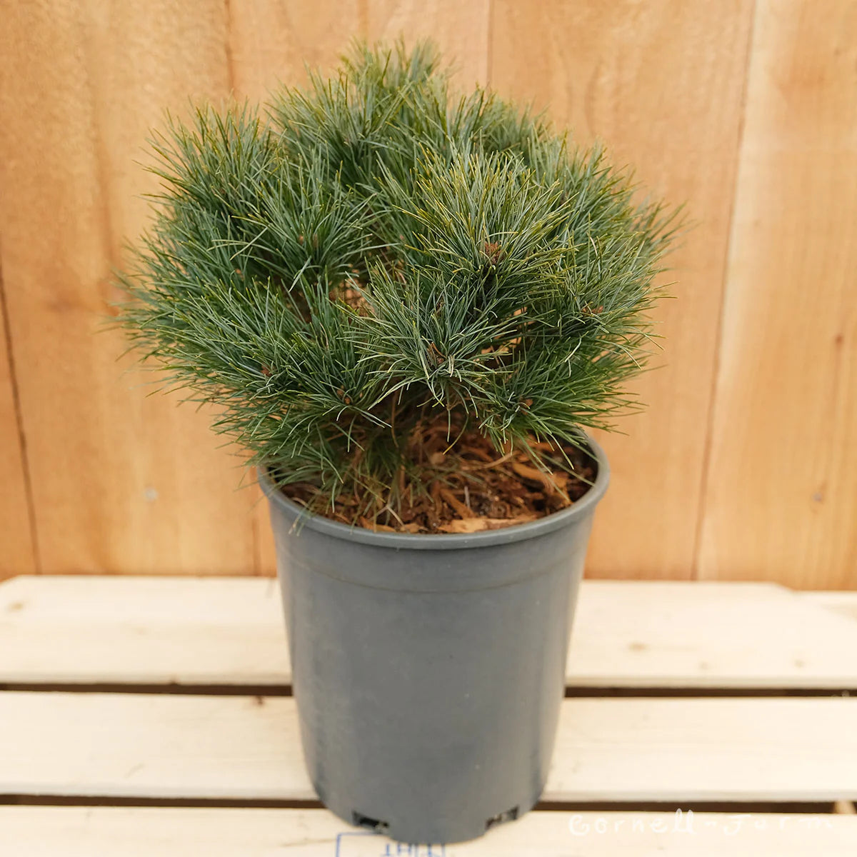 Eastern White Pine ‘Sea Urchin’ (Pinus strobus)