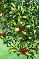 Holly Silver Milkmaid (Ilex aquifolium)