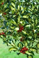 Holly Silver Milkmaid (Ilex aquifolium) - Ladybird Nursery