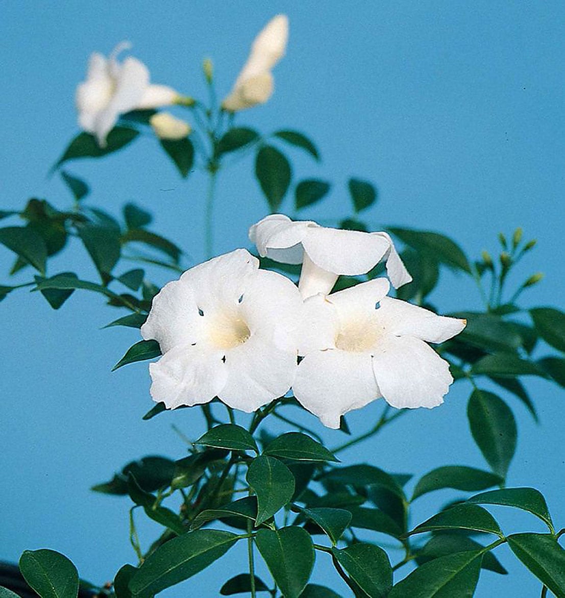 Bower Vine White Ladders (Pandorea spp.)