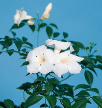 Bower Vine White Ladders (Pandorea spp.) - Ladybird Nursery