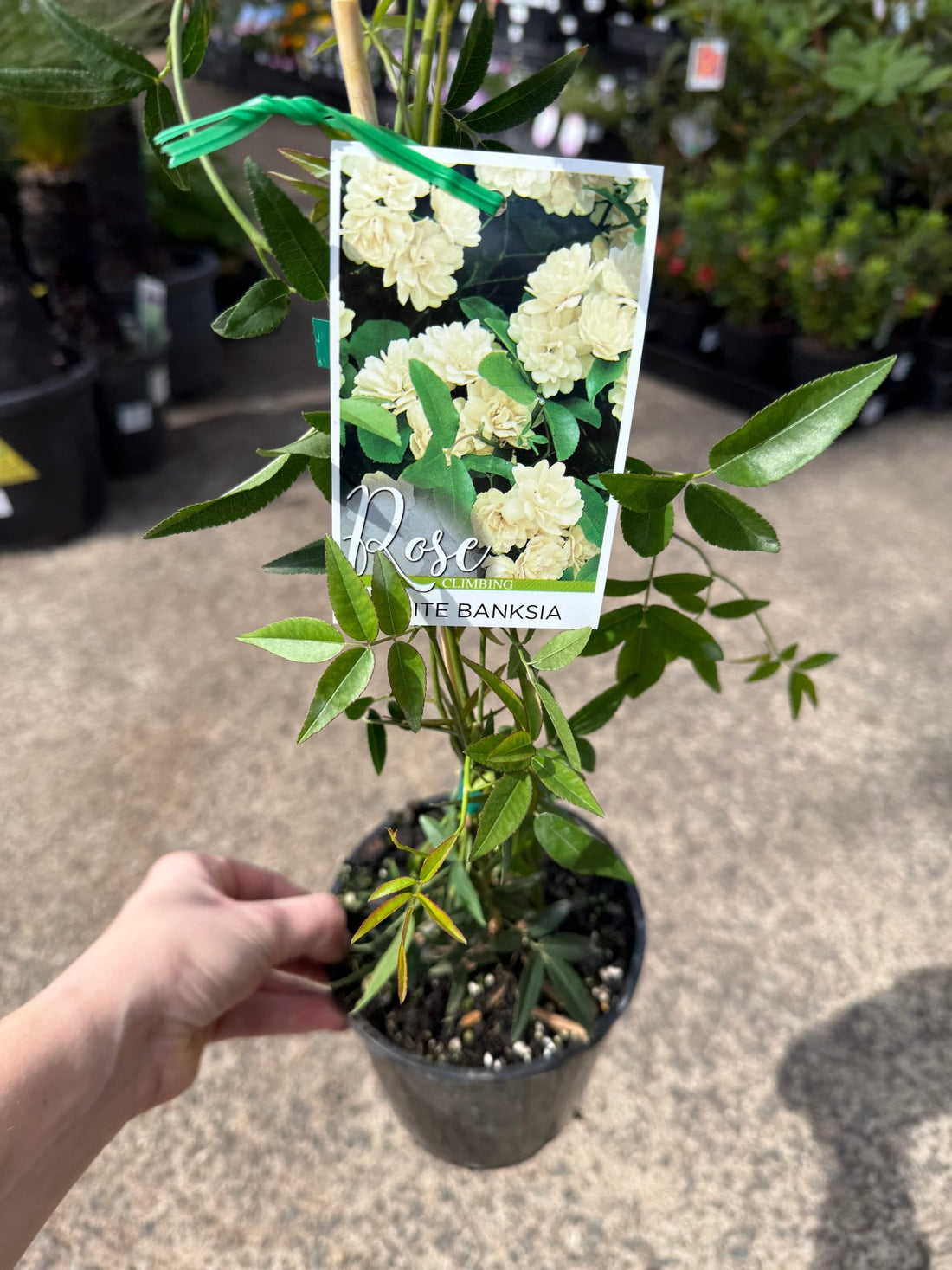 Climbing Rose ‘White Banksia' (Rosa Banksiae alba) - Ladybird Nursery