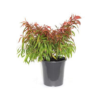 Pink Flamingo Willow Myrtle (Agonis flexuosa)