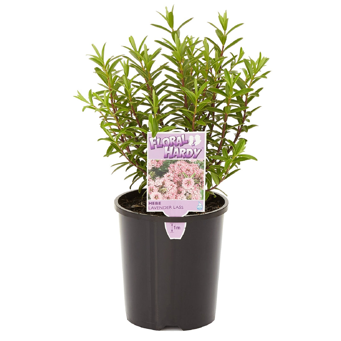 Hebe Lavender Lass - Ladybird Nursery