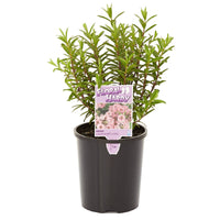 Hebe Lavender Lass - Ladybird Nursery
