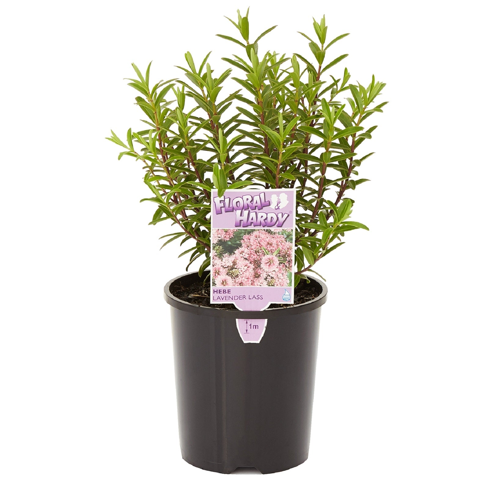 Hebe Lavender Lass - Ladybird Nursery