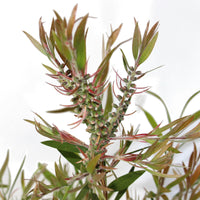 Callistemon Purple Cloud 140mm (Bottlebrush) - Ladybird Nursery