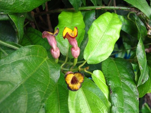Richmond Birdwing Vine (Pararistolochia praevenosa)