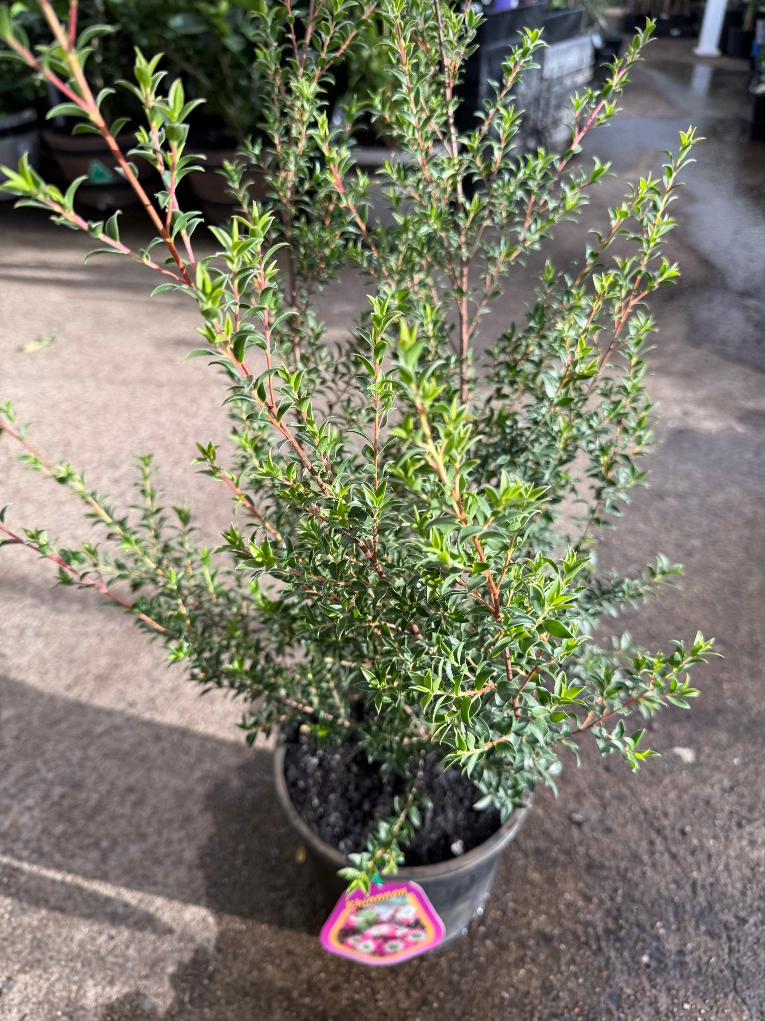 Leptospermum ‘Rhiannon’ - Ladybird Nursery