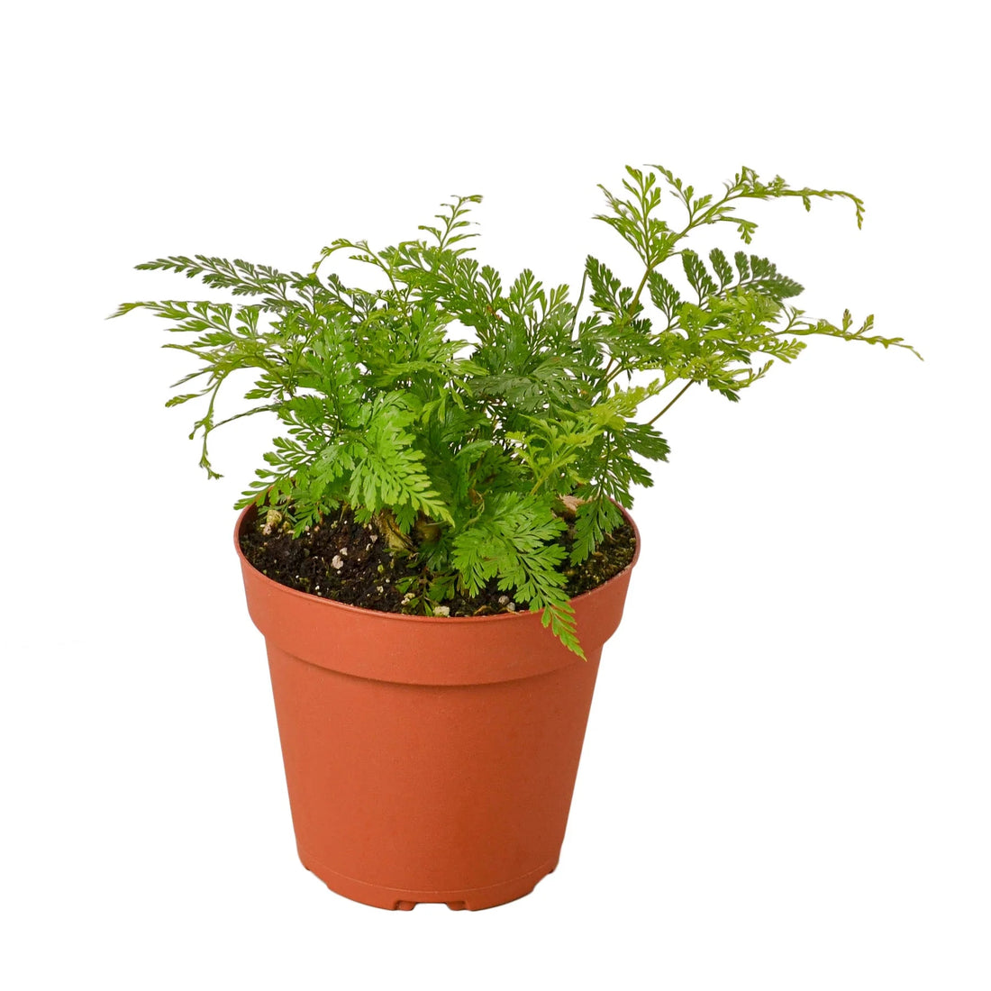 Hares Foot Fern (Davallia canariensis) - Ladybird Nursery