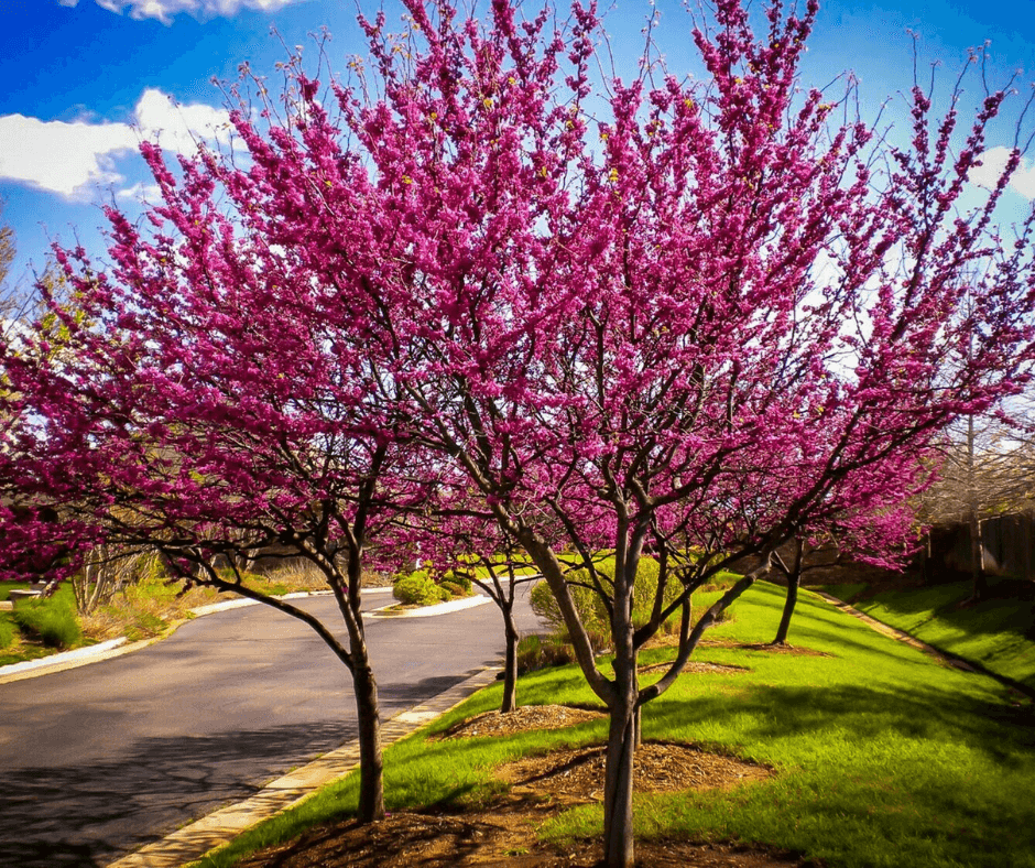 Eastern Redbud Aurea (Cercis canadensis) - Ladybird Nursery