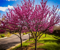 Eastern Redbud Aurea (Cercis canadensis)