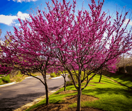 Eastern Redbud Aurea (Cercis canadensis)