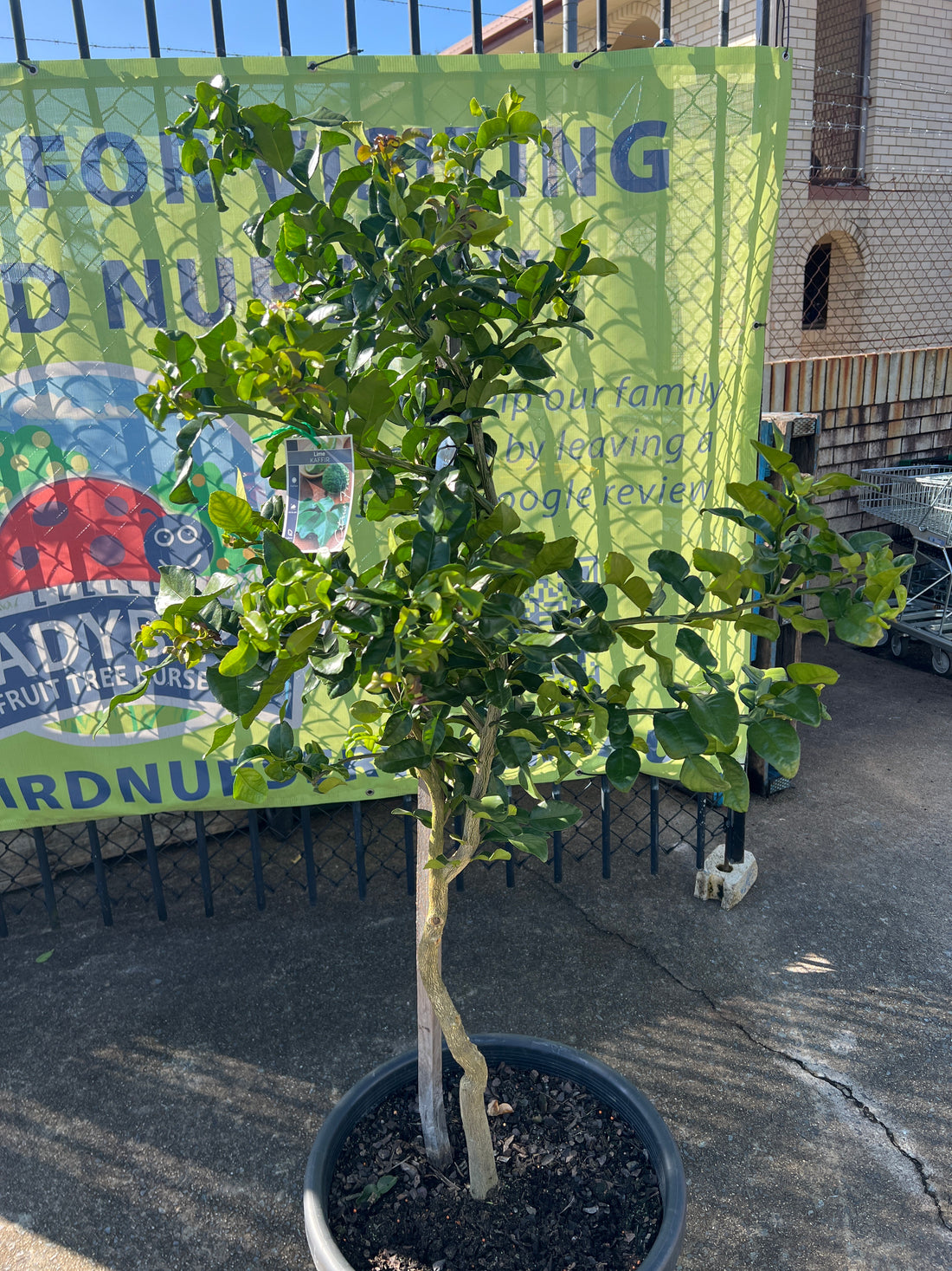 Lime 'Kaffir' - Jumbo (Pickup Only)