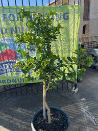 Lime 'Kaffir' - Jumbo (Pickup Only)