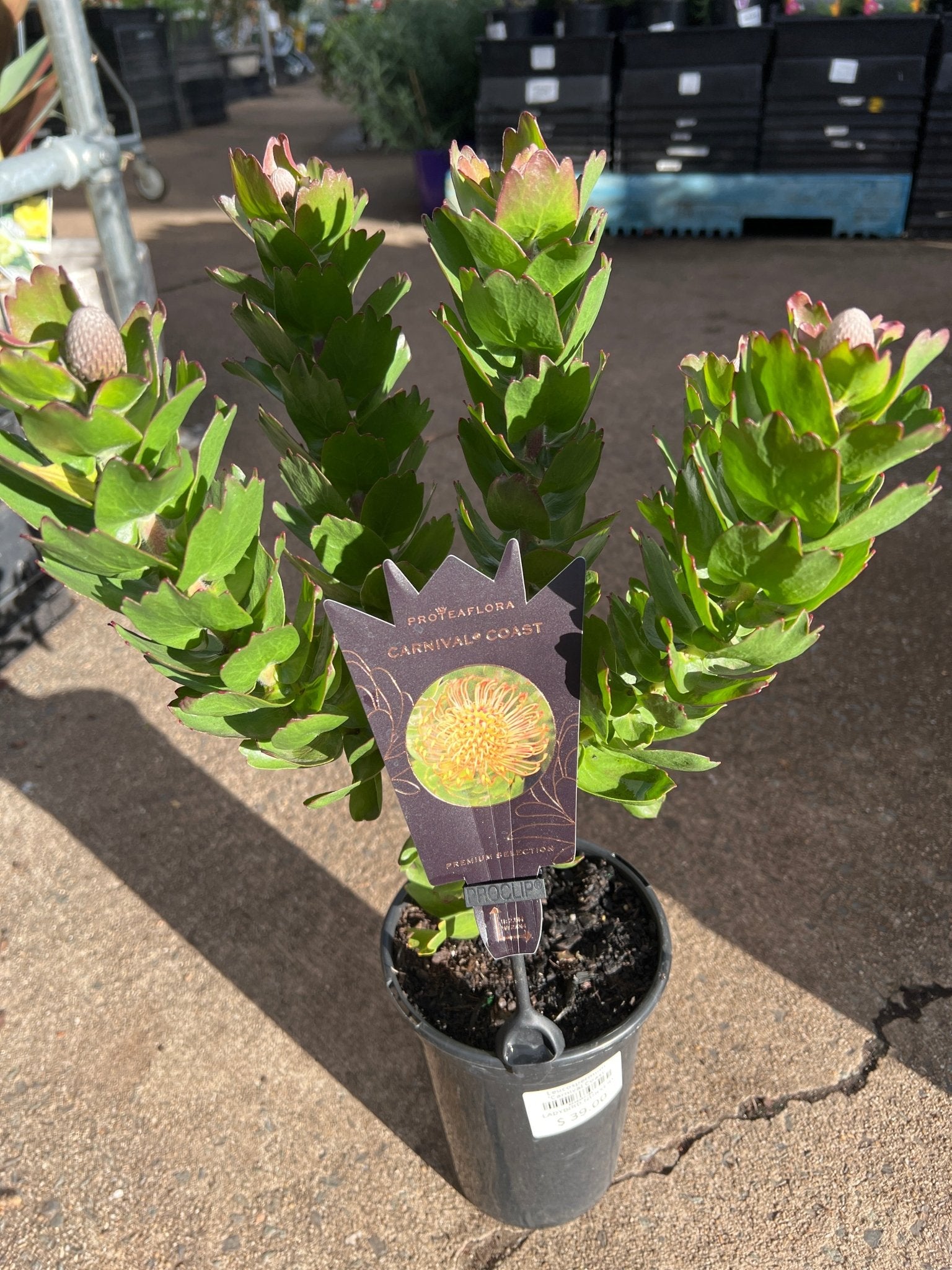 Leucospermum ‘Carnival Coast’ - Ladybird Nursery