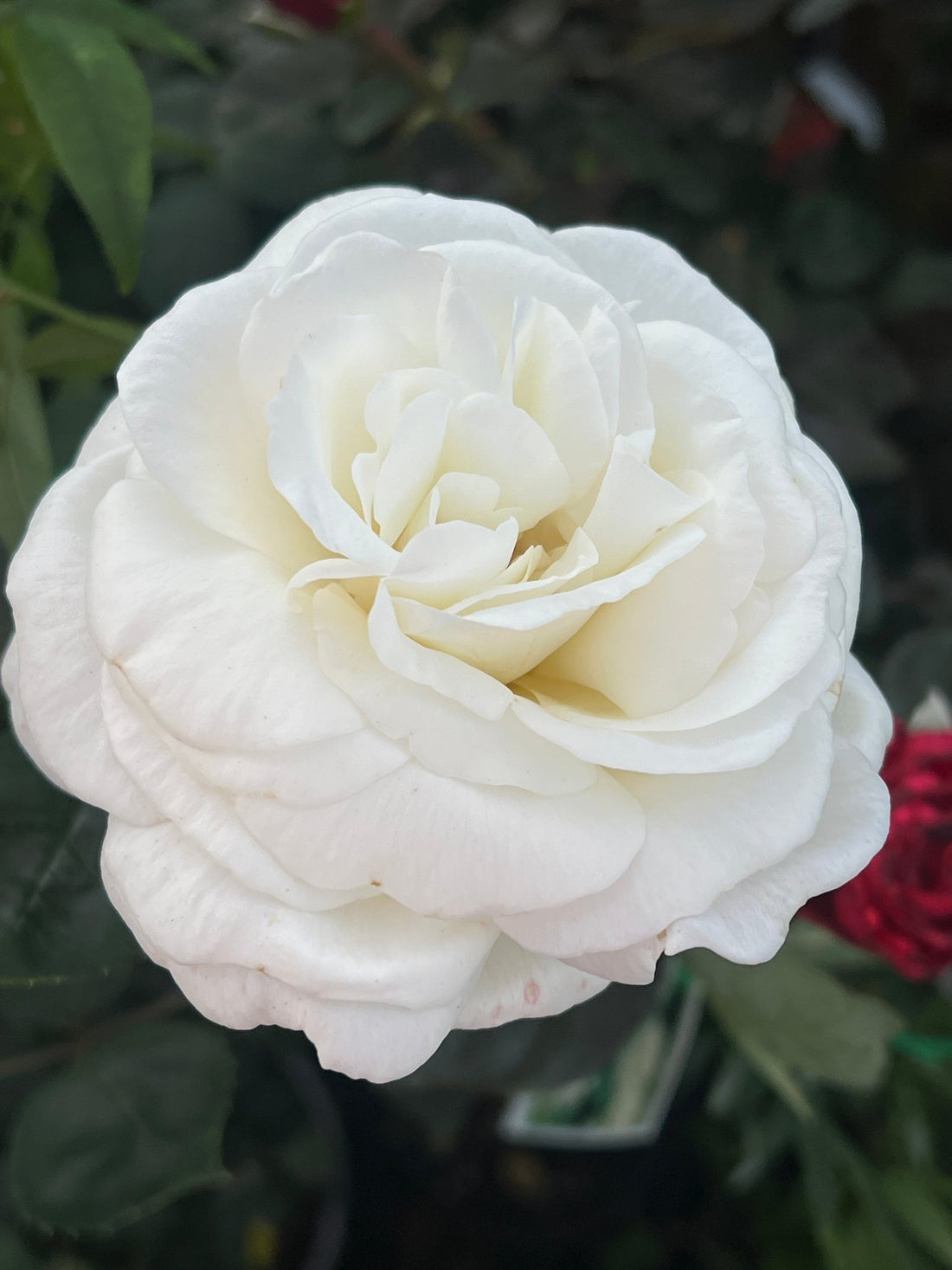 Rose 'Sugar Moon' (Rosa) - Ladybird Nursery