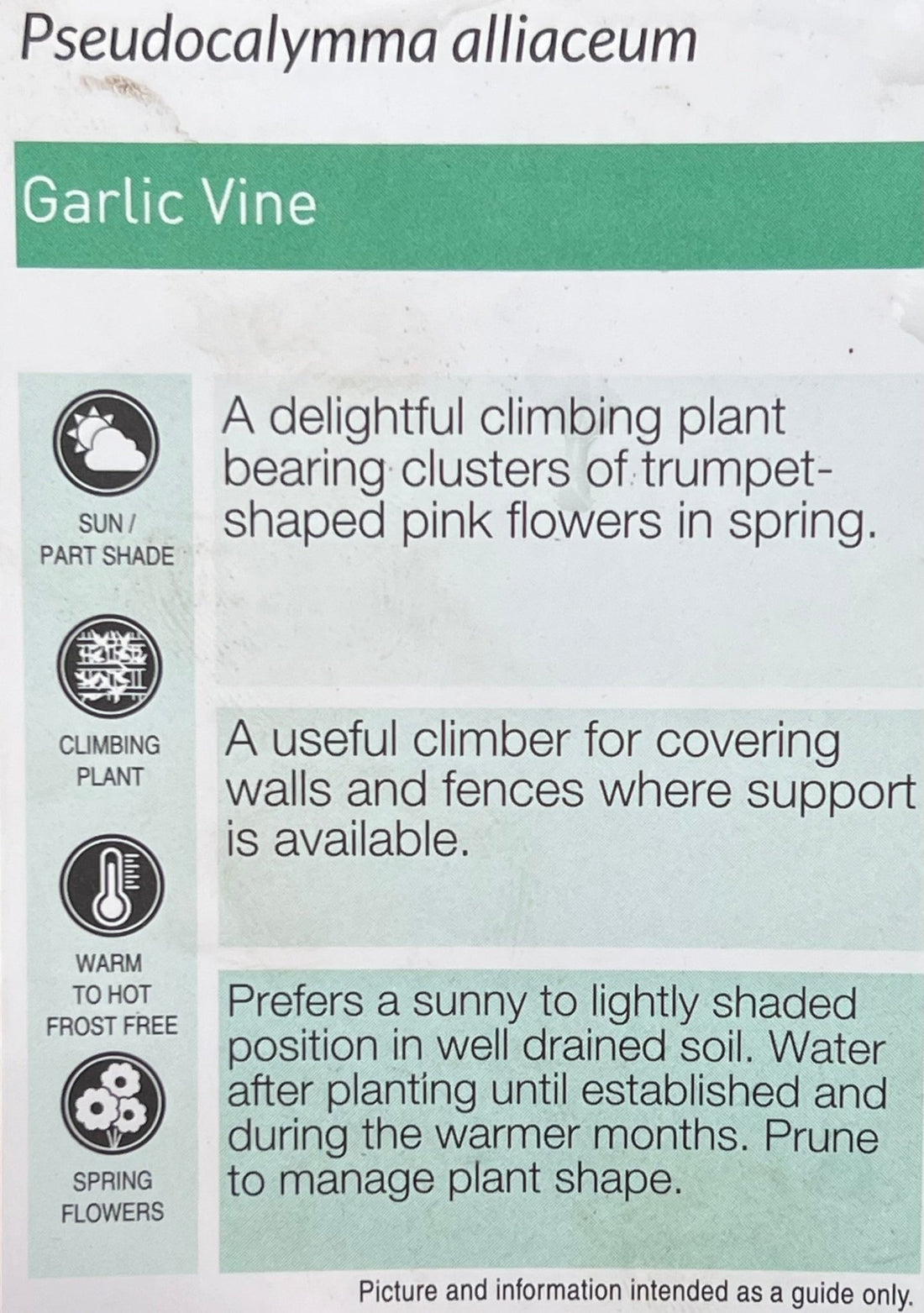 Garlic Vine (Pseudocalymma alliaceum) - Ladybird Nursery