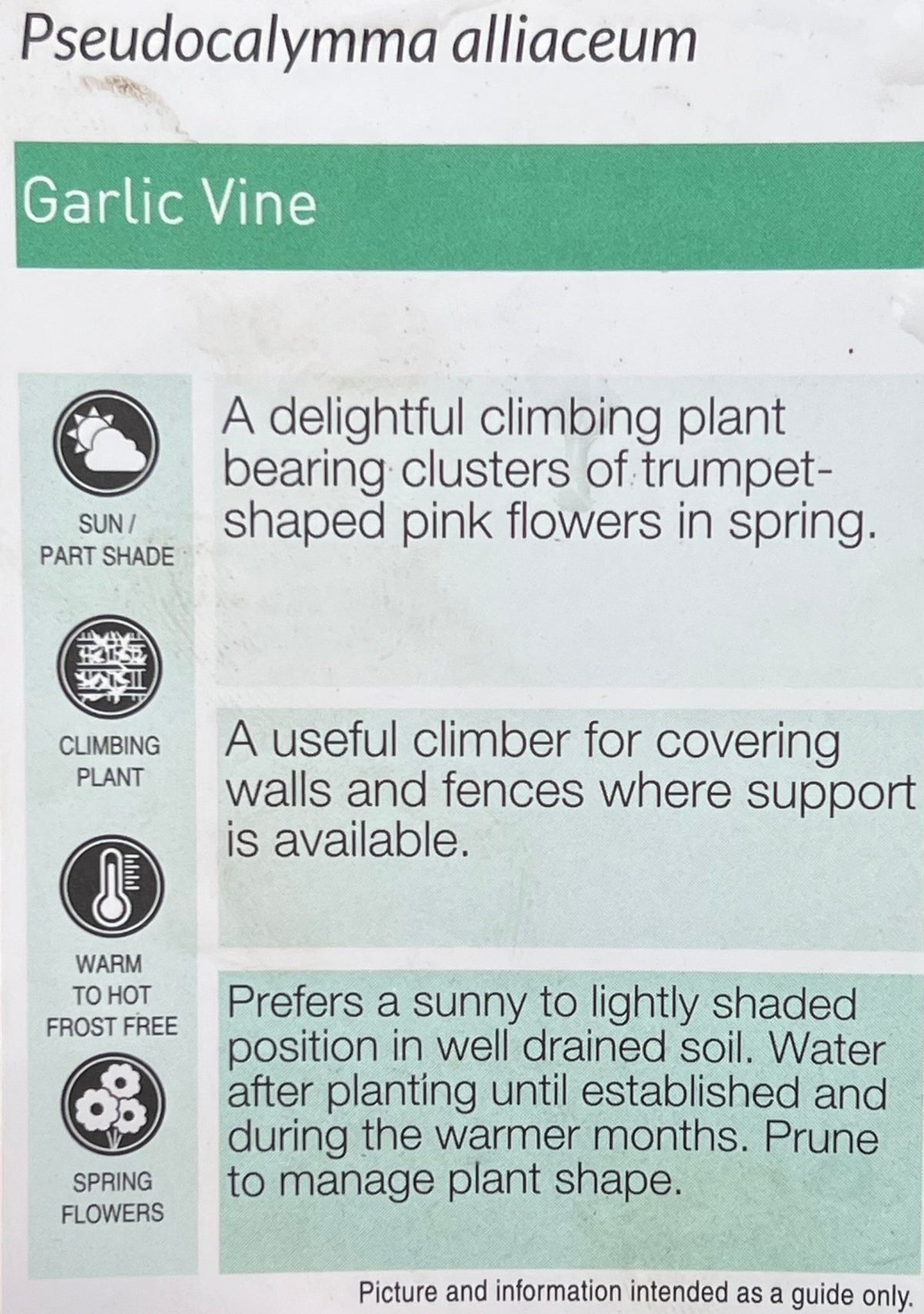 Garlic Vine (Pseudocalymma alliaceum) - Ladybird Nursery