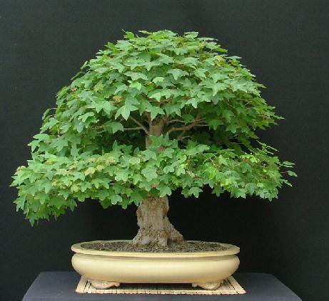 Trident Maple Bonsai Starter (Acer buergeranium) - Ladybird Nursery