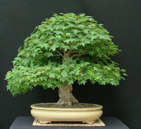 Trident Maple Bonsai Starter (Acer buergeranium)